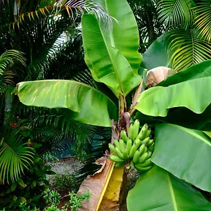  Hébergement de vacances Nid Kreyol Guadeloupe